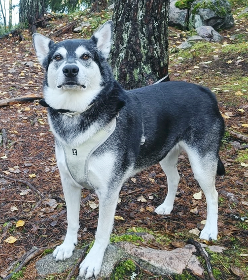 koditon koira