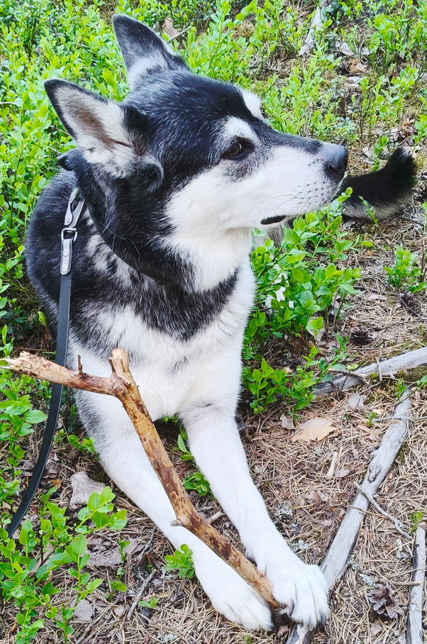 koditon koira