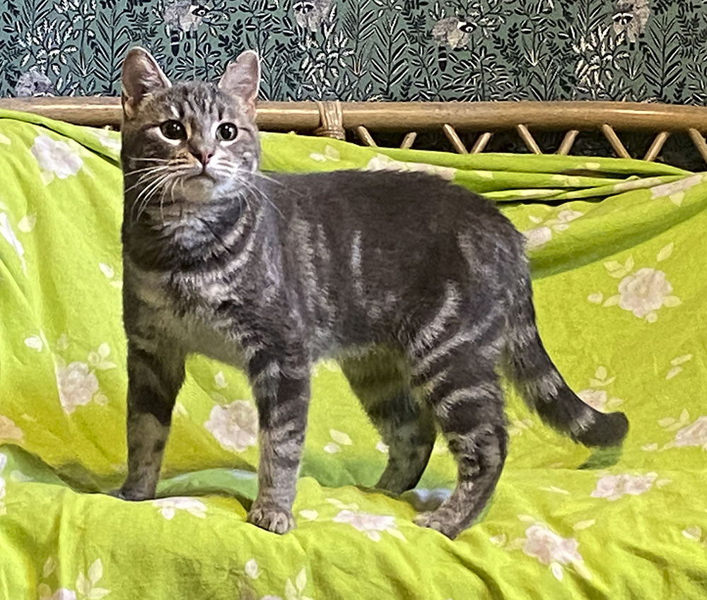 koditon kissa