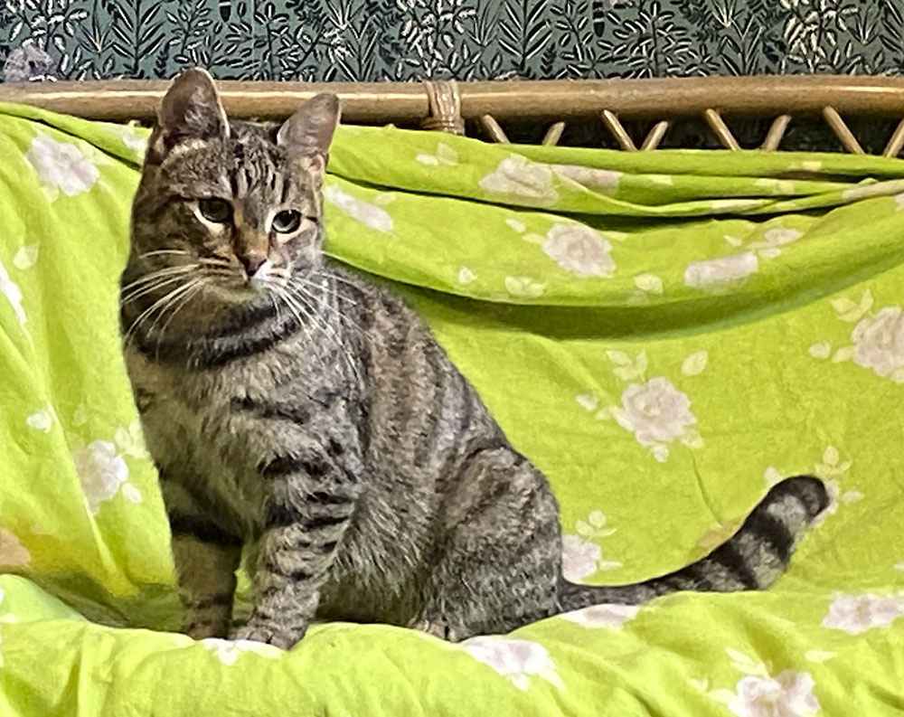 koditon kissa
