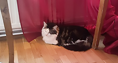 koditon kissa