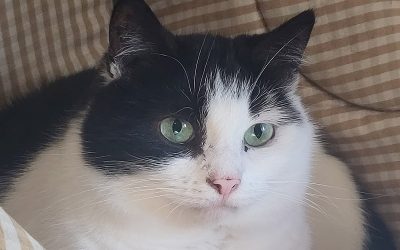 Minnie