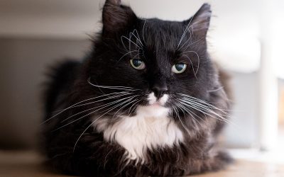 Pixel