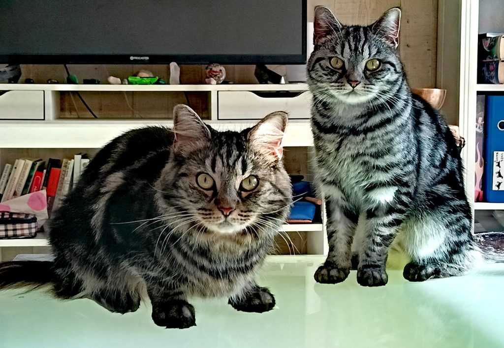 koditon kissa
